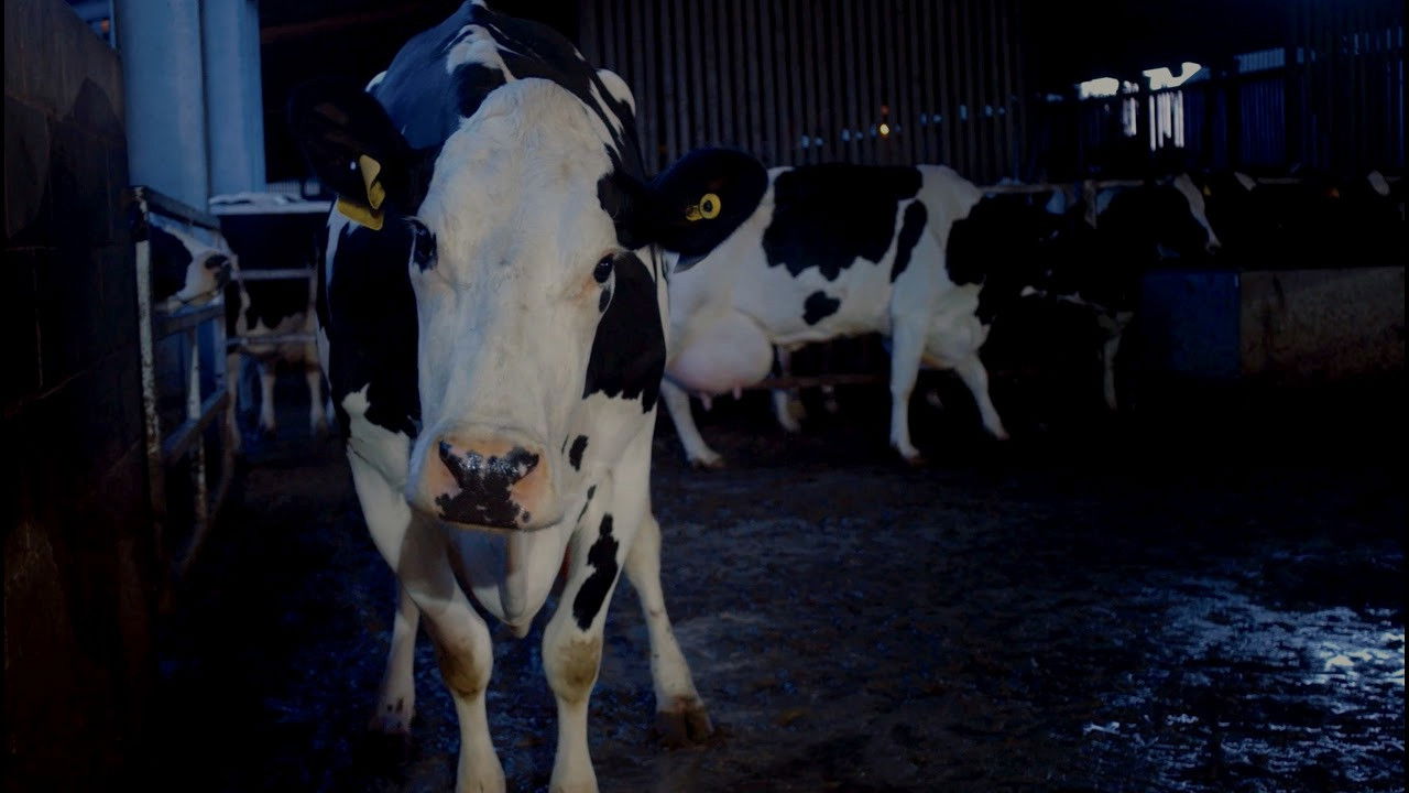 COW — TMDB (pass2)